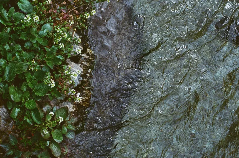 Dead Water Rising: How to Spot, Diagnose, and Revive a Forgotten Fishing Hole