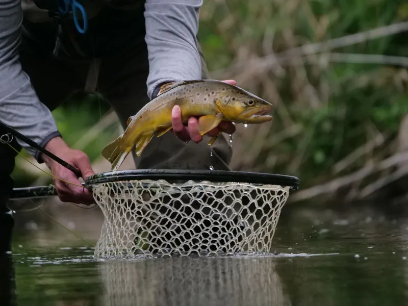 Why You Can't Stop Going Back: The Neuroscience of the Strike and What It Means for How You Fish